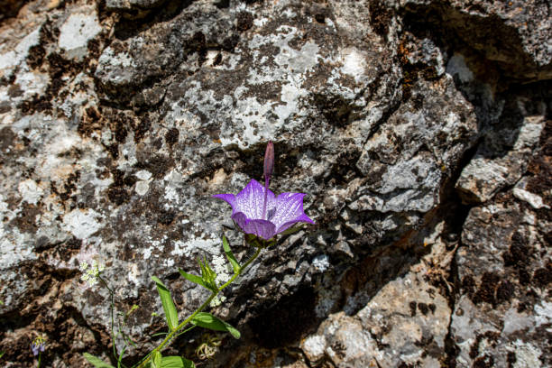 istock A clear bluebell in close-up, a blurred bluebell in the background (Campanula macrostyla) 2195983671