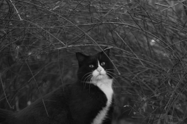 Close-up of a black and white cat looking into the camera