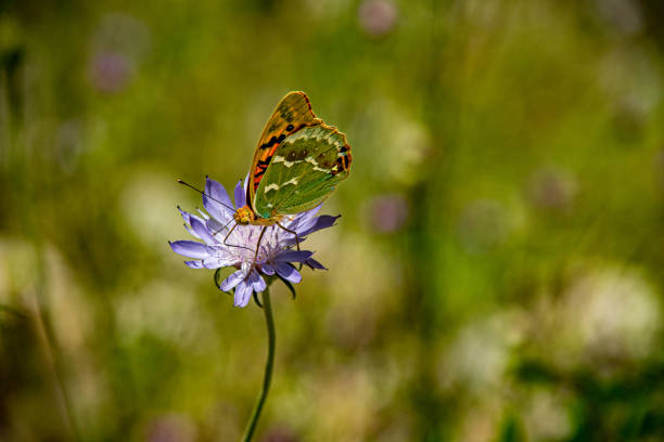 Argynnis pandora (Cardinal butterfly) on Knautia degenii (Has donkey ear) flower - Derebucak district, Çamlık Caves National Park