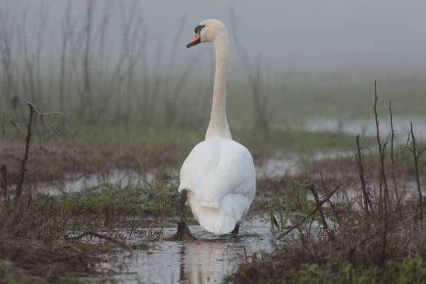 istock Mute swan walking in marshland 2195986835