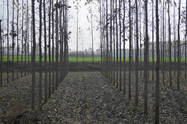 Plantation of trees which are being used to make match sticks.