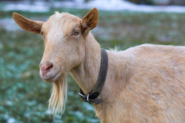istock A goat that is wearing a collar is standing in a grassy field 2195989111