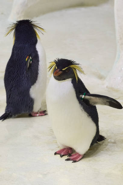 Gentoo Penguins, native to the Antarctic region are simply majestic as they fly through the water.