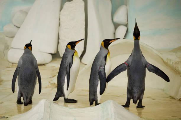 istock The king penguin Aptenodytes patagonicus 2195989201