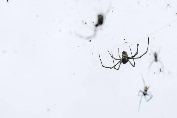 istock A group of spiders can be seen sitting collectively on a white surface 2195989279