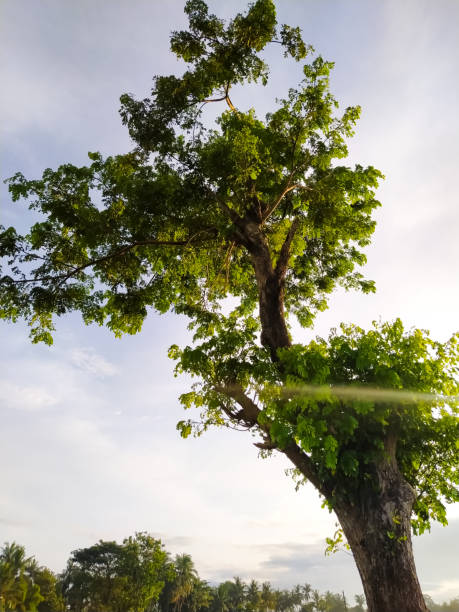 istock dashing green tree with sunlight in the morning 2195989577