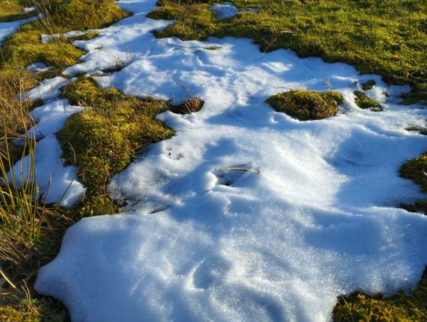 Spring thaw theme. Remains of cold white snow on green spring grass. With the arrival of spring, the melting snow reveals green grass. Natural backgrounds and textures.