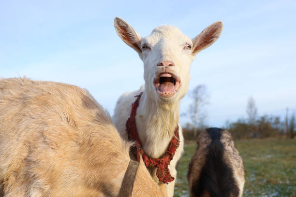 istock A goat with a scarf is standing in a field, mouth open 2195989679
