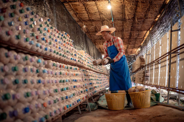 istock Farmer working  at a mushroom cultivation shelves filled with mushroom-growing bags showcasing how innovation farming methods to produce high-quality food. 2195989708