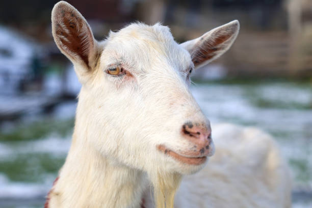 istock A bearded goat is standing in a field, looking at the camera 2195990366