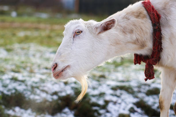 A fluffy white goat is seen wearing a bright red scarf draped stylishly around its neck, adding a charming touch to its appearance