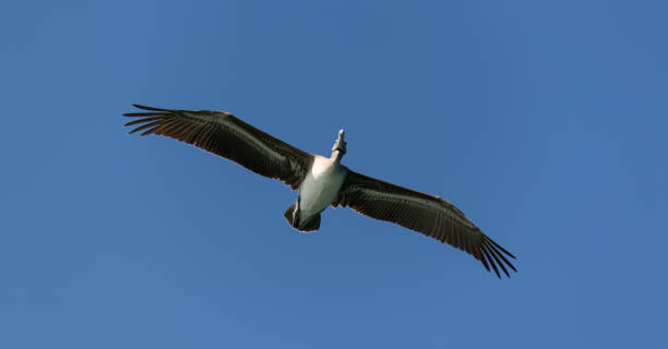 istock A pelican soars through a clear blue sky with wings spread wide 2195990648