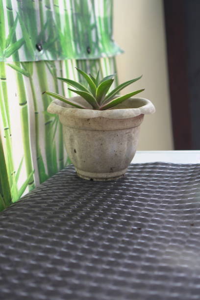 istock Small, potted plant against a backdrop of a bamboo wall 2195991492
