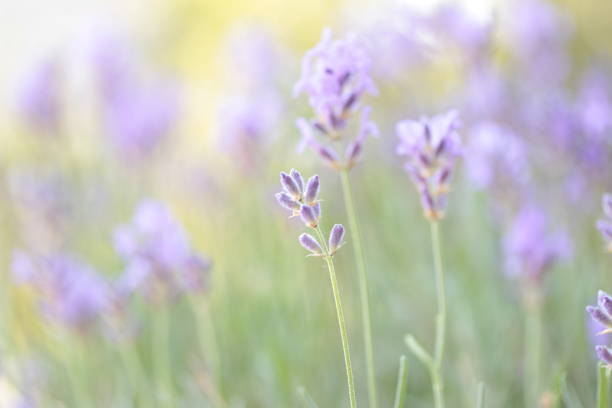 Close up view of nice lavender flowers