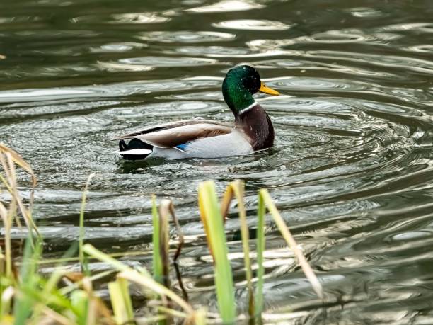 istock Mallard Swimming Amongst Water Reeds. 2195991992