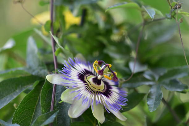 istock Close up view of nice passion flower 2195992049