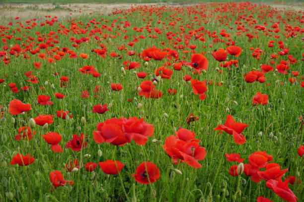 istock Beautiful red poppy field 2195992148