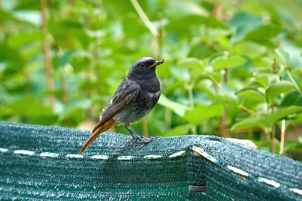 istock Blackbird Perched on Green Mesh Fence in a Lush Garden Setting 2195992883
