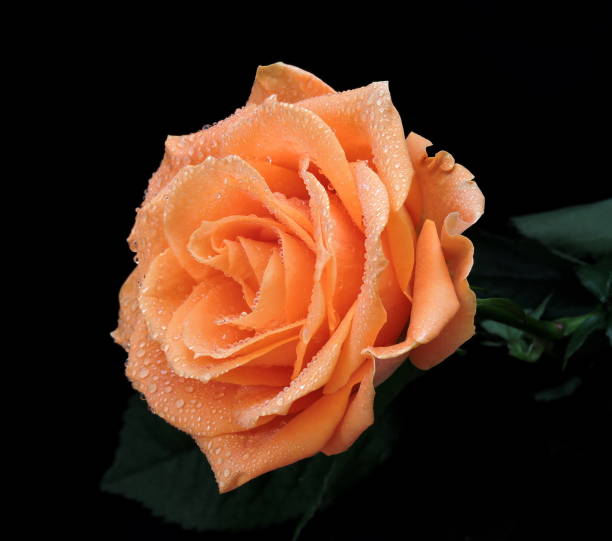 pink rose with green leaves