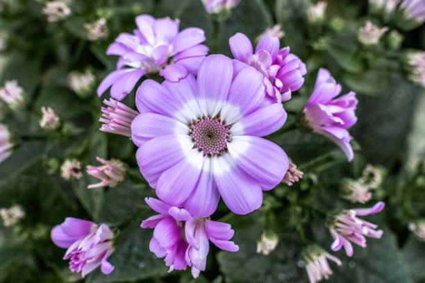 Close-up of a purple Daisy flower