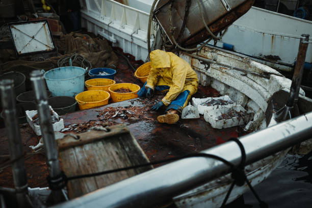 Typical Mediterranean Sea small artisanal fisheries. Trawlers at the harbor of Civitavecchia