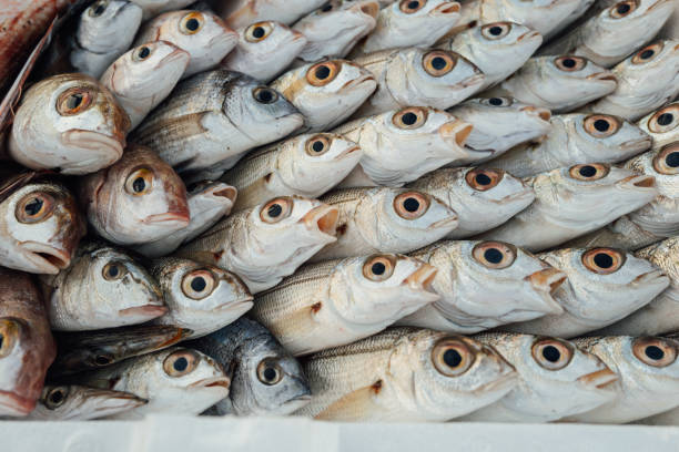 Typical Mediterranean Sea small artisanal fisheries. Trawlers at the harbor of Anzio