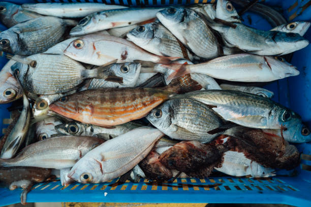 Typical Mediterranean Sea small artisanal fisheries. Trawlers at the harbor of Anzio