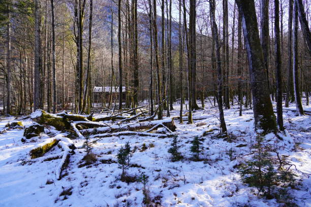 istock Winter deciduous forest. Snow-covered forest around Koenigsee lake. Winter nature in Berchtesgaden, Bavaria. 2195993881