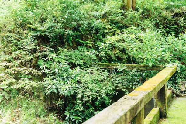 Beautiful ocean and plants landscape at Atami.