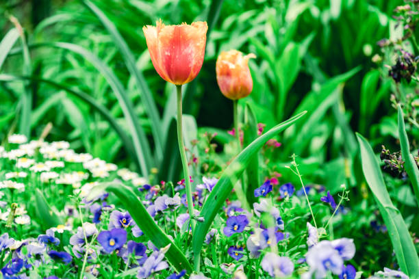 istock Beautiful ocean and plants landscape at Atami. 2195994567