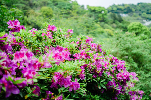 Fresh greenery and azaleas