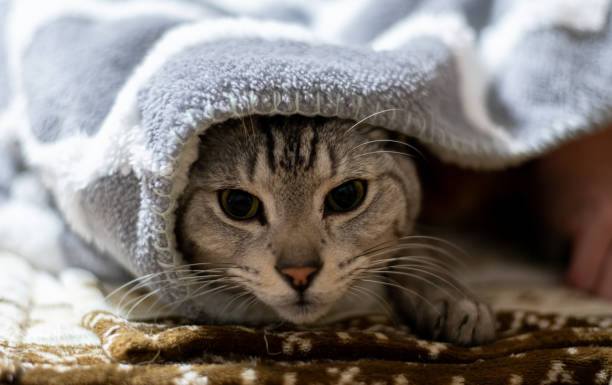 istock Cute cat relaxing on a blanket with its owner 2195995768