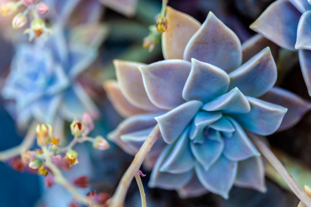 Graptopetalum paraguayense