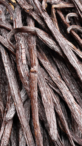 istock close-up, isolated gourmet grade vanilla beans or sticks, planifolia 2195996088
