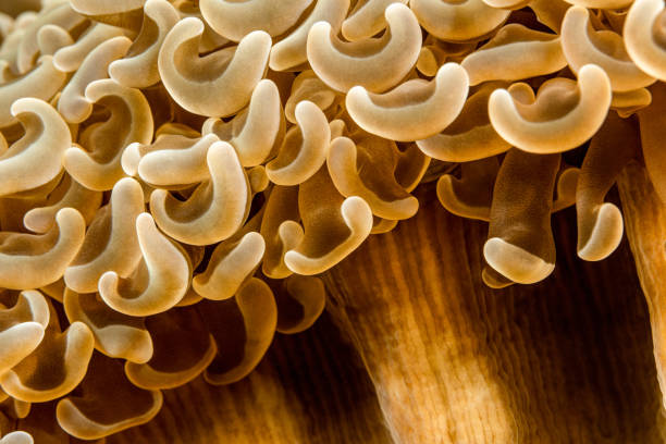 Bubbly Honeycomb Coral Euphyllia ancora is on the IUCN Red List since 2008. www.iucnredlist.org The species is widespread with a patchy distribution, but where it is found it is common. However, it is heavily harvested for the aquarium trade and extensive reduction of coral reef habitat due to a combination of threats. Lembeh Strait is famous for mug diving. Nevertheless, there are very beautiful coral areas, especially in shallow areas. Lembeh Strait, North Sulawesi, Indonesia1°28'8.916 N 125°14'39.102 E at 5m depth