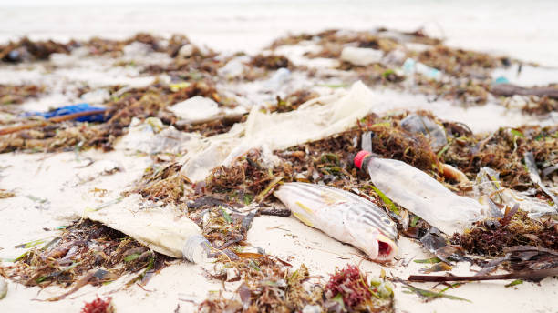 istock Dead fish surrounded by plastic waste, sea pollution, marine debris on beach 2195996155