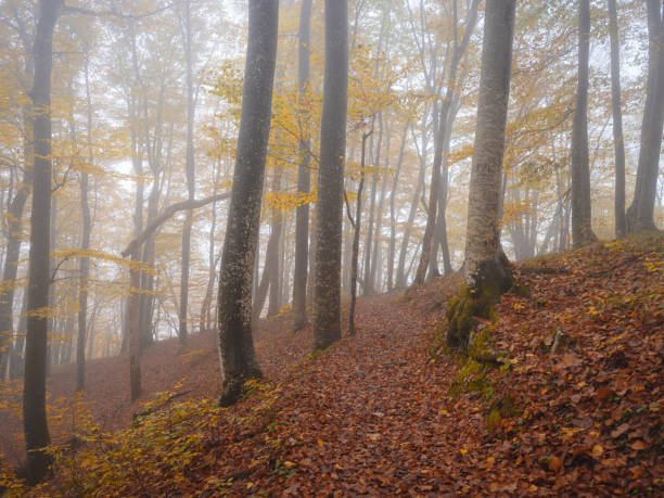 istock Plitvice Lakes in Croatia during autumn 2195997704