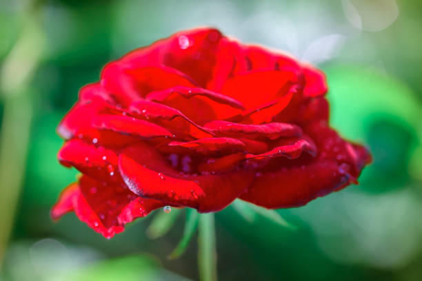 Flower Series : Red rose and water drops on petals with natural background. Rose for Valentine Day. Close up of red rose with raindrops.