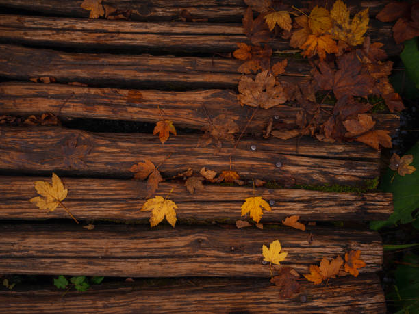 Wood boards background with old wood