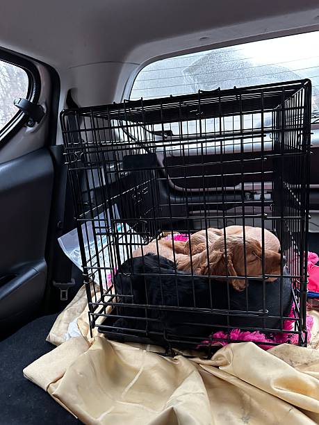 istock Puppies going vets for check up 2195999142