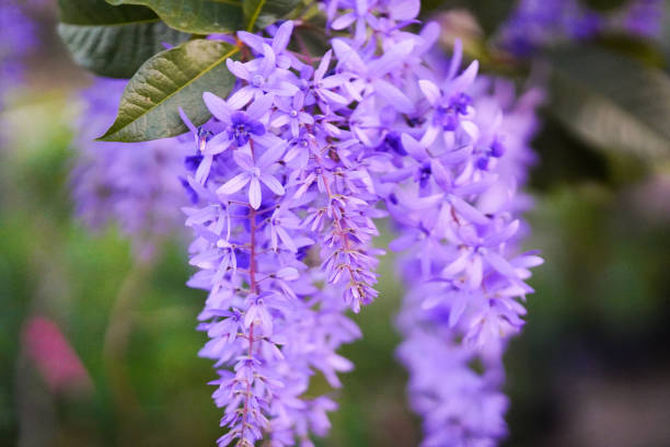 istock petrea volubilis, purple wreath background on green leaves 2196000413