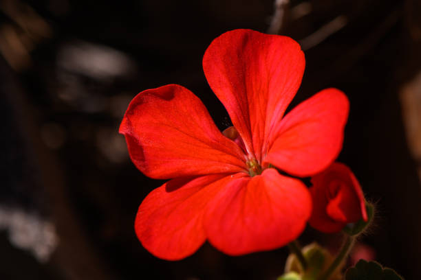 A stunning red flower captures attention with its vivid petals, soaking in the warmth of a sunny afternoon.