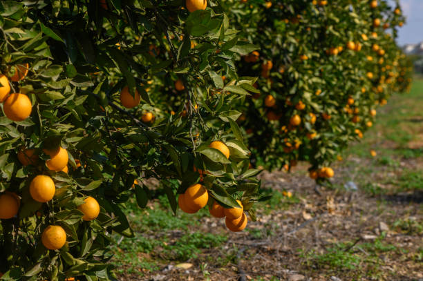 istock Lush orange grove bursting with ripe fruit under bright sunlight in a tranquil landscape 2196001825