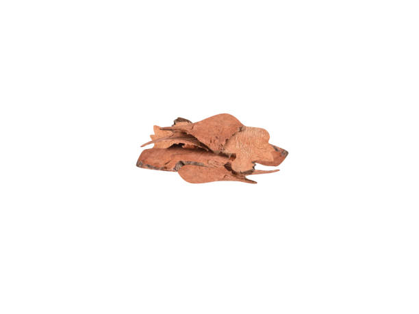 istock Smilax china or Smilax glabra bark rhizome 2196001958