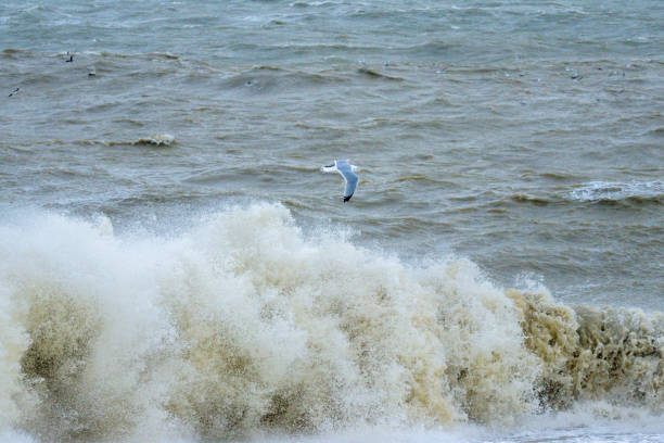 Yellow-Legged Gull With Ocean Background