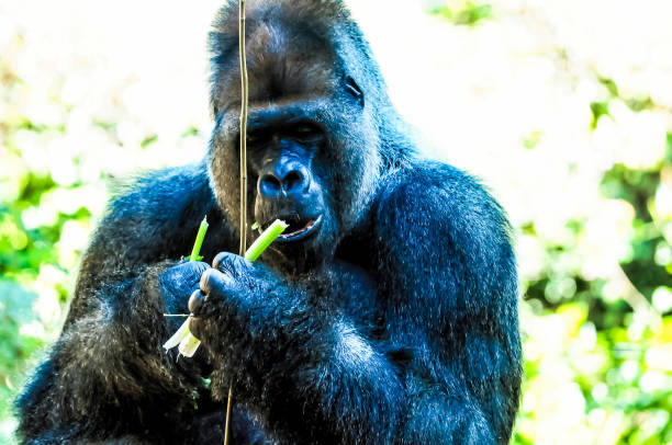 Gorilla sits with bended knees