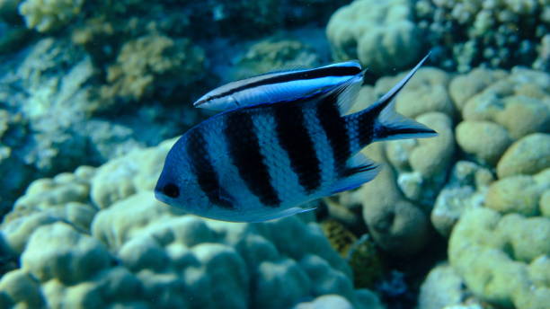 istock Scissortail sergeant (Abudefduf sexfasciatus) and cleaner wrasse (Labroides dimidiatus) 2196006196
