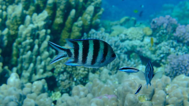 istock Scissortail sergeant (Abudefduf sexfasciatus) and cleaner wrasse (Labroides dimidiatus) 2196006199