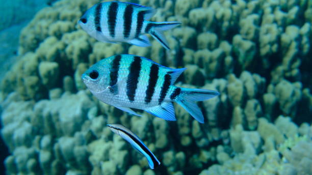 istock Scissortail sergeant (Abudefduf sexfasciatus) and cleaner wrasse (Labroides dimidiatus) 2196006202