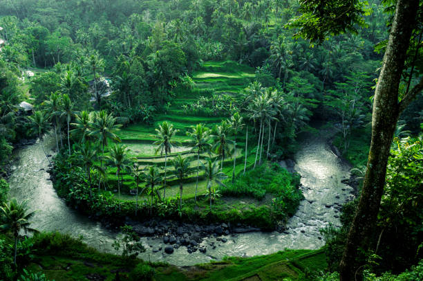 istock Stunning rice terraces and Ayung River, Ubud, Bali 2196007559